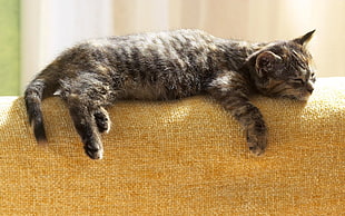 silver tabby cat lying on sofa